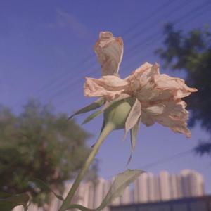 妈妈美白蚌埠的原文
